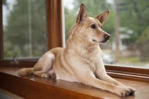 cane_in_casa