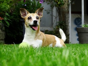 cane in giardino