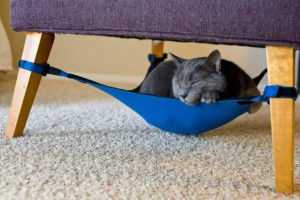 amaca per gatti